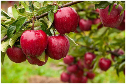 Lower local production of apples in India