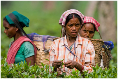 Indian Tea exports gain after govt measures to check pesticides