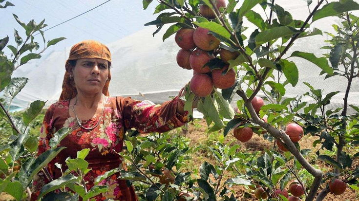 Himachal Pradesh's apple growers face challenges due to new carton mandate