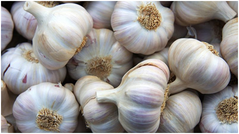 Garlic imported through Mongla Port for first time