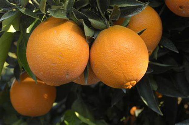 Orange and sweet lime export concerns in Maharashtra