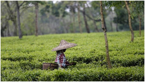 Transforming Assam's tea tourism: 34 tea gardens get sanction letters under development scheme