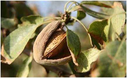 Almond cultivation in Kashmir declines due to shift towards apple orchards