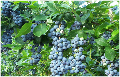 Himachal Pradesh sees the establishment of its first blueberry nursery