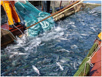 Investigation Reveals Global Fisheries Are Worse Off — and Many Have Already Collapsed 