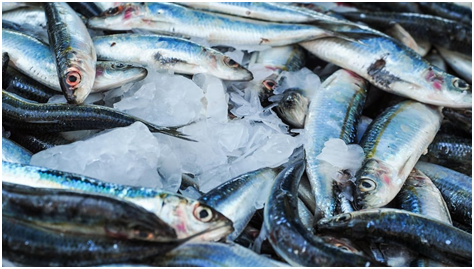 G20 backs FAO's Blue Transformation for sustainable fisheries, aquaculture