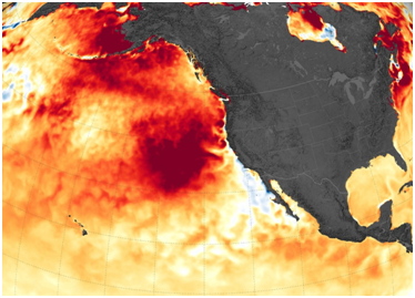 How future heatwaves at sea could devastate UK marine ecosystems and fisheries