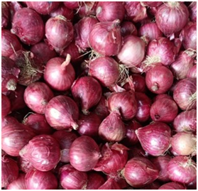 Delay in Indian onion harvest, harvest expected in 15 days