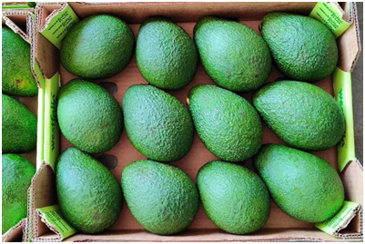 First South African Hass avocados launched in India