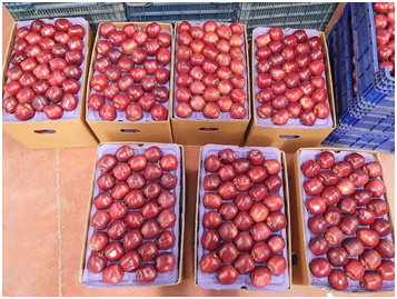 Turkish apple imports doing well in India