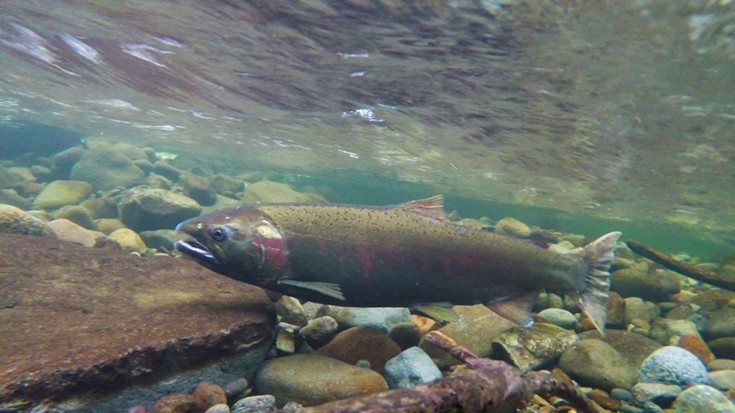 US government awards USD 9 million for Pacific salmon recovery research