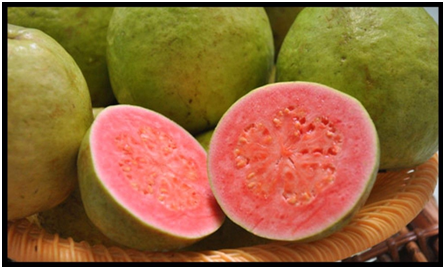 Good weather results in good Indian guava season