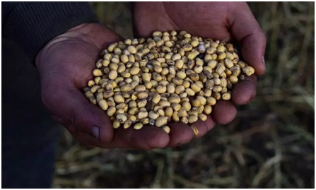 Soybean arrivals dip 15% in Oct-Nov on bearish prices, muted meal demand