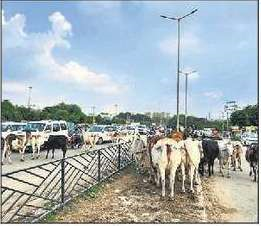 Cattle shelters to be built along highways: NHAI