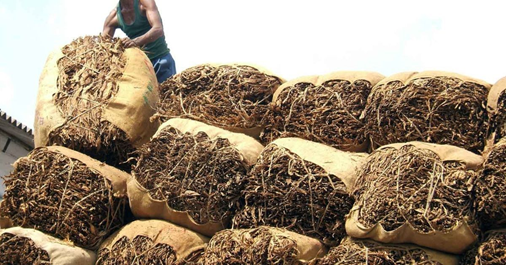 Tobacco exports reach 12,005 crores in 2023-24