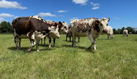 Grass-Based Cow Feed Promises Higher Protein Output and a Healthier Environment