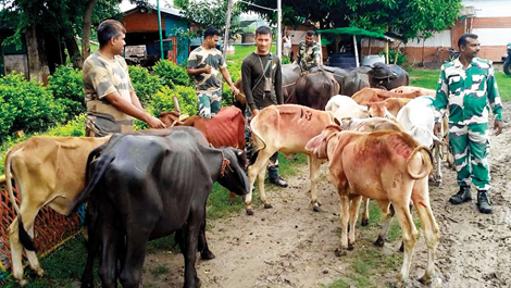 BSF foils cattle smuggling attempt on India-Bangladesh border, recovers 10 bulls